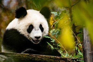 Großer Panda frisst Bambus