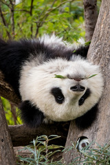 Obraz premium Panda hängt kopfüber im Baum
