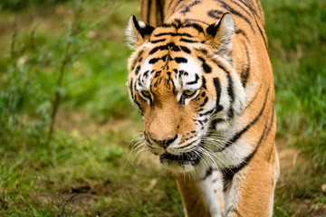 Fototapeta na wymiar Porträt eines Tigers