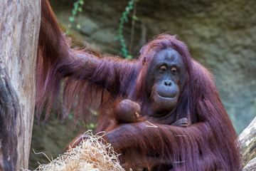 Orang-Uran mit Baby © Angelika Bentin
