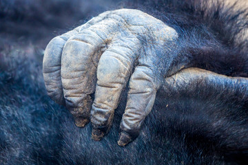 Naklejka premium Hand vom Gorilla