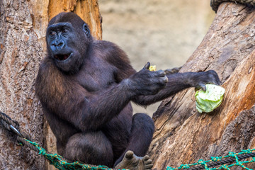 Schimpanse beim fressen