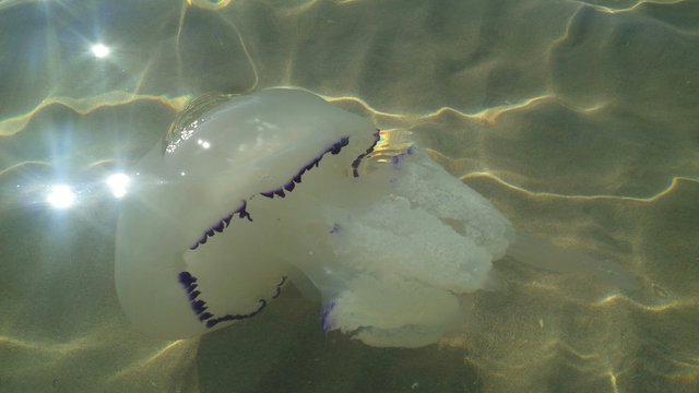 medusa del mediterraneo
