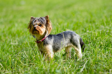 Сlose up portrait of pretty sweetl little dog Yorkshire terrier