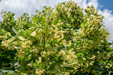 Fototapeta na wymiar Linden tree in blossom. Nature background.