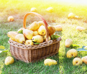Ripe pears in the basket on the green grass.