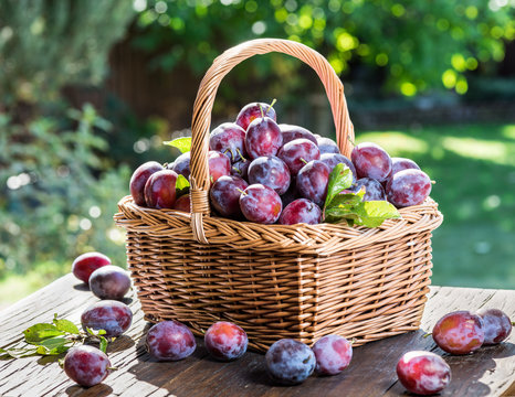 Plum harvest. Ripe plums in the basket on the table.
