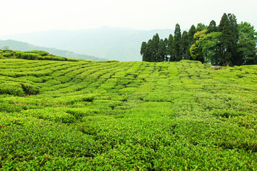 Tea plantation in Darjeeling, India - 176204893