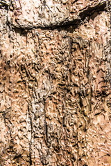 The bark on the trunk of an old pine