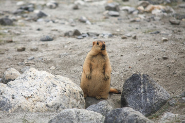 Marmot in Leh Ladakh area , India