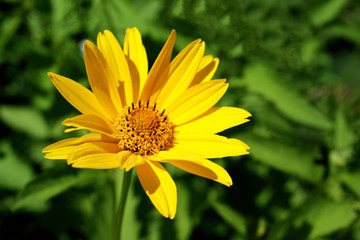 Календула лекарственная.