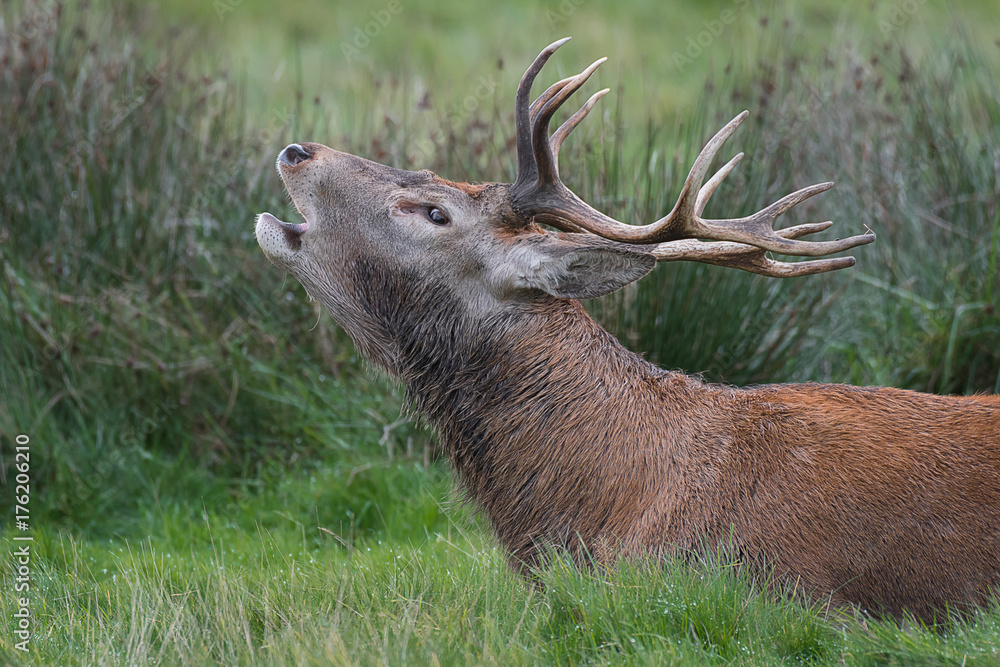 Poster close up head profile side view portrait of a red deer stag bellowing at the rut