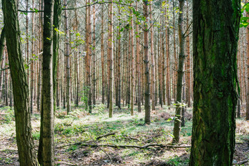 Fototapeta premium Trees in forest, nature background