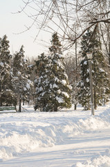 Snow-covered trees, stones, fences and benches in the city park