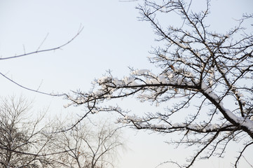 Snow-covered trees, stones, fences and benches in the city park