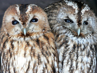 Two owls together in captivity - close portrait