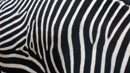 Naklejka na ściany i meble Zebra skin texture 