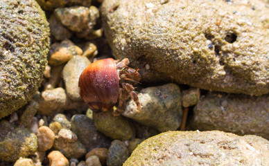 Hermit crab in red shell on tropical beach. Hermit crab with seashell macro photo.