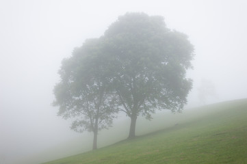 Tree in the mist on the mountain