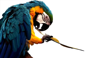 Deurstickers parrot © SUKTSHAT