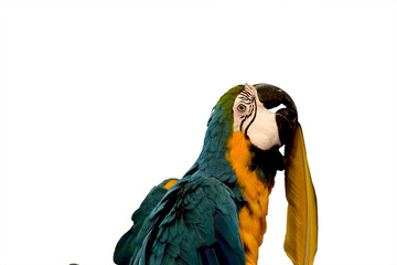 parrot © SUKTSHAT
