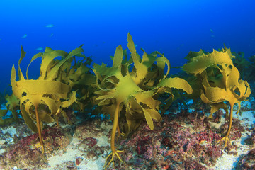 Kelp seaweed plants underwater
