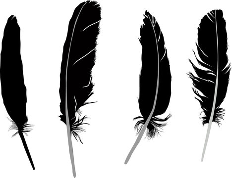 four crow black feathers isolated on white