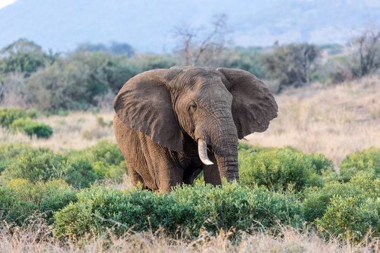 elefante
