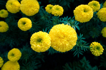 Beautiful yellow Marigold flower - Soft focus