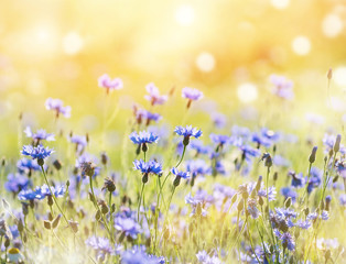 Fototapeta premium Summer landscape with wildflowers cornflowers in the rays of the sun
