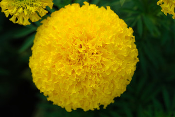 Beautiful yellow Marigold flower - Soft focus