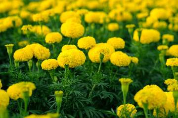 Beautiful yellow Marigold flower - Soft focus