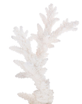 white isolated small coral branch