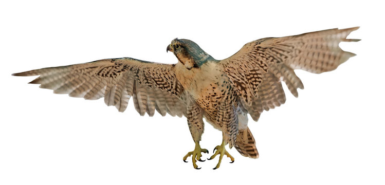 flying brown falcon on white