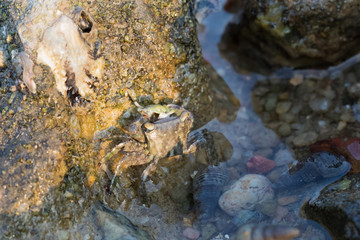 Sea Crab