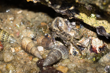 Sea Crab