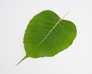 leaf or green leaf on a background.