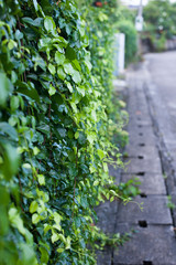 Ivy leaf wall