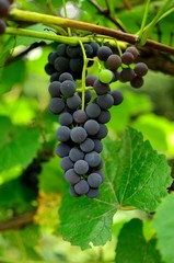 kiść winogron z jednym zielonym winogronem