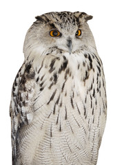 isolated big white eagle-owl