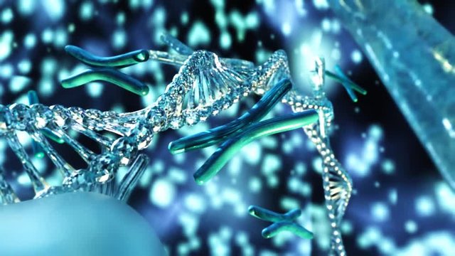 X chromosome, DNA