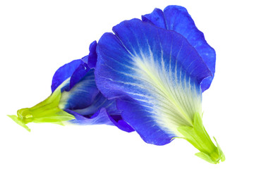 blue pea flowers on white background.