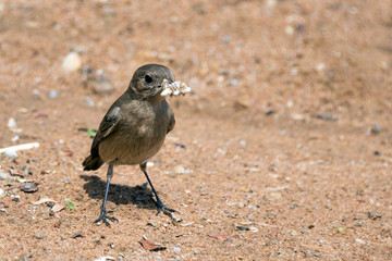 Ant Eating Chat