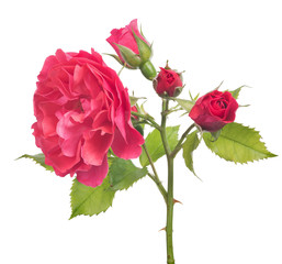 pink dark large rose with buds and bloom