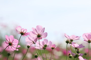 コスモスの花