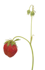 large red strawberry with green stem