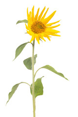 single small sunflower on white