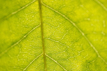 Green leaf closeup
