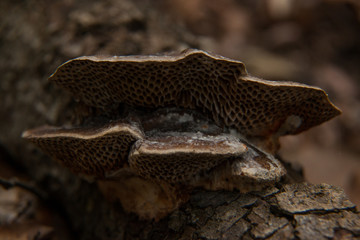 Hongos en el bosque en otoño