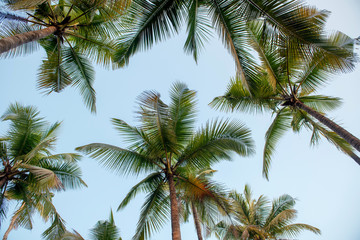 Fototapeta na wymiar Palm tree background with sky